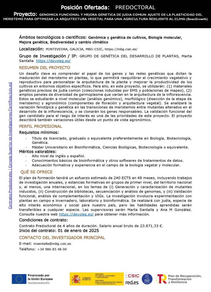 Son 4 años y va dirigida a estudiantes universitarios o con máster que puedan ser admitidos en un programa de doctorado antes de la contratación. El período de apertura de solicitudes se inicia en octubre y es a través de CONVOCA en el CSIC, en la página de Formación y Empleo. El contrato empezaría en Enero del 2025.